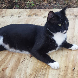 Meet your Posher, Rommy